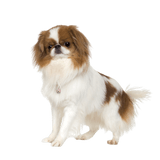 Japan Chin breed description, temperament, calm dog breed for seniors, dog for children, dog fond of children, well-behaved calm dog for beginners