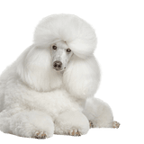 Breed description King Poodle