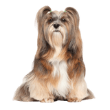Lhasa Apso breed description Lhasa Apso breed description, dog with very long coat and small body size