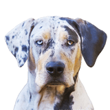 Louisana Catahoula Dog Profile Picture Louisana Catahoula Dog Profile Picture Breed Description of Merle Colored Dog