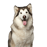 Malamute Dog,Mammal,Vertebrate,Alaskan malamute,Canidae,Siberian husky,Dog breed,Carnivore,Canadian eskimo dog,Greenland dog,