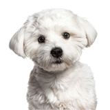 Maltese breed description Breed description of a Maltese dog, small white dog with slightly curly coat