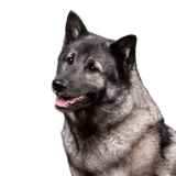 Norwegian Elkhound grey Breed description Norwegian Elkhound grey, grey dog, dog breed from Norway, spitz dog grey, Scandinavian dog breed, medium sized dog with very long coat, dense fur and curled tail, dog with prick ears, running dog and working dog, stubborn dog breed