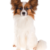 Papillon breed description Papillon dog breed description