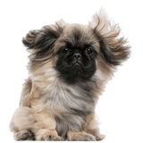 Pekingese puppy profile picture Pekinese breed description