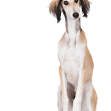 Saluki profile picture Saluki breed description