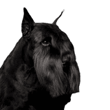 Schnauzer Vertebrate,Mammal,Scottish terrier,Dog breed,Dog,Canidae,Giant schnauzer,Carnivore,Snout,Terrier,