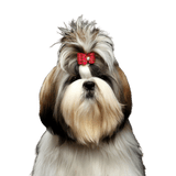 Shih Tzu Dog,Mammal,Vertebrate,Canidae,Dog breed,Shih tzu,Chinese imperial dog,Löwchen,Companion dog,Carnivore,