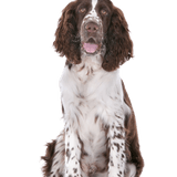 Springer Spaniel Breed Description