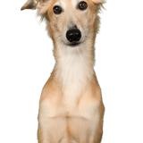Windsprite Dog,Mammal,Vertebrate,Dog breed,Canidae,Longhaired whippet,Carnivore,Whippet,Silken windhound,Companion dog,