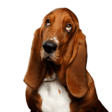 Perro, mamífero, vertebrado, Canidae, Basset Hound se parece al Beagle, raza de perro con orejas caídas muy largas, carnívoro, Basset Artésien Normand parte superior del cuerpo, Sabueso Suizo, hocico, perro pequeño y marrón, perro de caza
