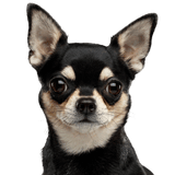 Perro, mamífero, vertebrado, cánido, raza de perro, chihuahua negro con orejas puntiagudas, chihuahua kurhaar, perro negro y fuego de menos de 5 kg, carnívoro, bozal, perro de compañía,