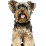 Descripción de la raza Yorkshire Terrier Descripción de la raza de perro Yorkshire Terrier