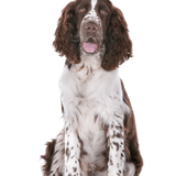 Descripción de la raza Springer Spaniel