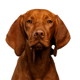 Vizsla magiar Perro, mamífero, vertebrado, Vizsla, Canidae, raza de perro, carnívoro, perro grande y marrón con orejas caídas, perro parecido al Ridgeback, raza de perro húngaro, perro de caza, perro de pelo corto