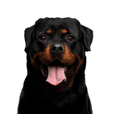 Perro, mamífero, vertebrado, Canidae, raza de perro, Rottweiler, carnívoro, bozal, moloso, perro de trabajo, gran perro negro, perro de pelea, perro de lista