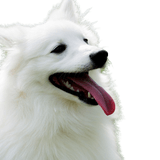 Description de la race du chien eskimo américain Description de la race du chien eskimo américain, chien intelligent de race américaine, Spitz allemand, Urspitz, Spitz blanc