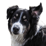 Description de la race du berger anglais Description de la race Berger Anglais, chien noir et blanc pour les moutons, chien de berger d'Angleterre, race de chien de Grande-Bretagne