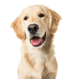 Description de la race Golden Retriever