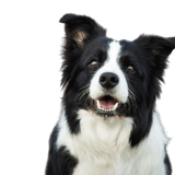 Description de la race Border Collie