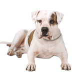 Profil du Bulldog américain Description de la race du Bulldog américain