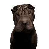 Shar Pei noir chien, mammifère, shar pei, vertébré, canidé, race de chien, carnivore, groupe non sportif, museau, molosse, chien laid avec beaucoup de rides, chien ridé, chien avec de très petites oreilles, chien moyen, petit chien noir