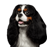 Kutya, Gerincesek, Canidae, Emlősök, Kutya fajta, Cavalier King Charles Spaniel, King Charles Spaniel, húsevő, Társas kutya, spániel, kis háromszínű kutya