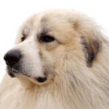 Chien de Montagne des Pyrénées, Patou Fajta leírás