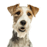 Fox terrier fajta leírása