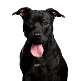 Kutya, Gerinces, Kutyafajta, Canidae, Emlős, Rágcsáló, Mauzó, Amerikai pitbull terrier fekete, Sportos csoport, Társas kutya, Harci kutya, Listás kutya, Listás kutya