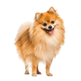 Törpe spitz fajtaleírás A vörös törpe spitz fajtaleírása, pomerániai spitz