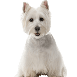 West Highland White Terrier karakter leírás és még több, kis fehér kutya STehohren Skóciából