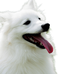American eskimo Dog Rassebeschreibung, intelligente Hunderasse aus Amerika, Deutscher Spitz, Urspitz, Spitz weiß