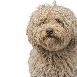 Rassbeschreibung Barbet, blonder Hund mit Locken, französische Rasse, Temperament