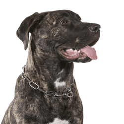 Kanarische Dogge, Dogo Canario Hund