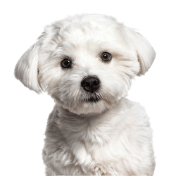 Rassebeschreibung eines Malteser Hund, kleiner weißer Hund mit leicht lockigem Fell