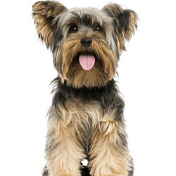 Yorkshire Terrier Hund Rassebeschreibung