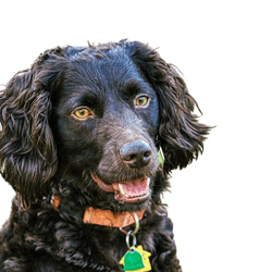 Breed description and character of the Boykin Spaniel
