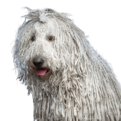 Komondor dog breed from UNgarn, dog breed with shaggy fur, breed with rasta braids, dreadlocks dog, dog breed white and very big, giant dog breed, big dog with white fur and mop hair