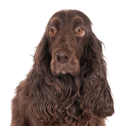 Breed description of the Field Spaniel, temperament, brown dog.