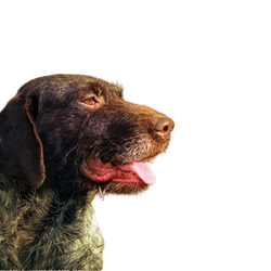 German Wirehaired Dog Hunting Dog, Pointer, German Hound Breed