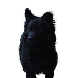 black dog breed, Croatian shepherd dog, Hrvatski ovčar, Croatian shepherd dog, sheep dog, dog from Croatia, dog similar to Pumi, dog similar to Spitz, black dog, medium dog, shepherd dog, dog with standing ears