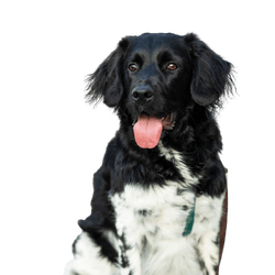 Stabyhoun breed description, large black and white dog from Holland, dog similar to Border Collie