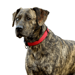 Descripción de la raza Majorero Canario, perro grande atigrado con orejas triangulares, orejas caídas, perro grande que no está en la lista, El Majorero Canario no es un perro de la lista, raza de perro española