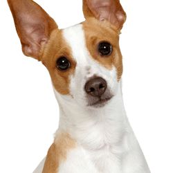 Descripción de la raza Decker Hunting Terrier, Decker Rat Terrier, rat terrier grande, raza canina americana, raza canina desconocida, no reconocida por la FCI, perro blanco y marrón con orejas puntiagudas de América, raza canina pequeña, perro con cola rechoncha, cola rechoncha