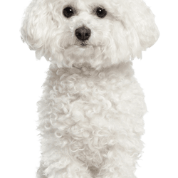 Descripción de la raza de un perro pequeño blanco llamado Bichon Frise