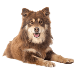 Descripción de la raza Lapphund finlandés, temperamento de un perro finlandés de Laponia