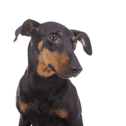 Temperamento de un Manchester Terrier, perro pequeño con mucho temperamento, descripción de la raza Manchester Terrier, Mini Doberman, orejas inclinadas en perros