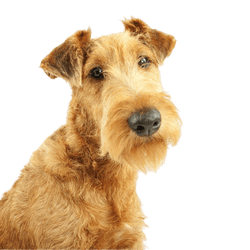 Descripción de la raza Terrier Irlandés