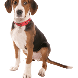 Cachorro Hamiltonstövare, perro Hamilton macho, macho, cachorro macho, perro parecido al beagle, perro tricolor, perro de caza, perro de Suecia, raza sueca, perro con orejas caídas